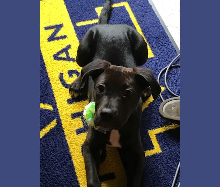 Axel, a Staffordshire Terrier and Rottweiler mix tested with EmbarkVet.com