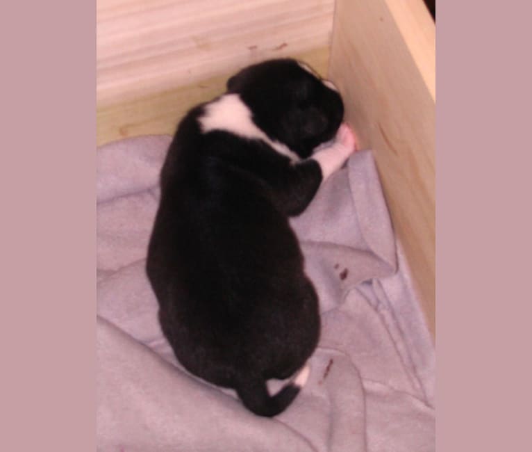 embark dog dna test breed