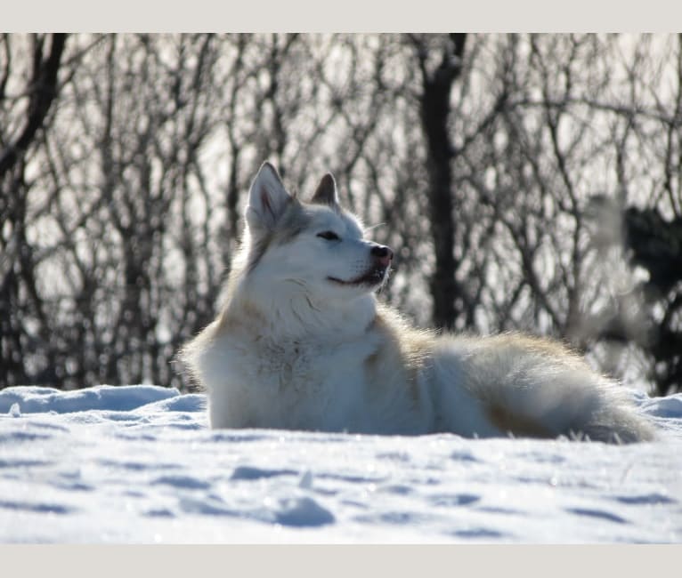 Valentine, an Alaskan Malamute and Siberian Husky mix tested with EmbarkVet.com