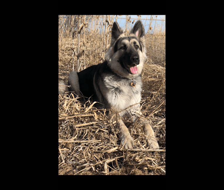 Pike’s Luther Beasley v. Zion, a Shiloh Shepherd tested with EmbarkVet.com