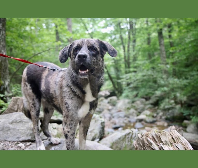Tiller, a Great Pyrenees and German Shepherd Dog mix tested with EmbarkVet.com