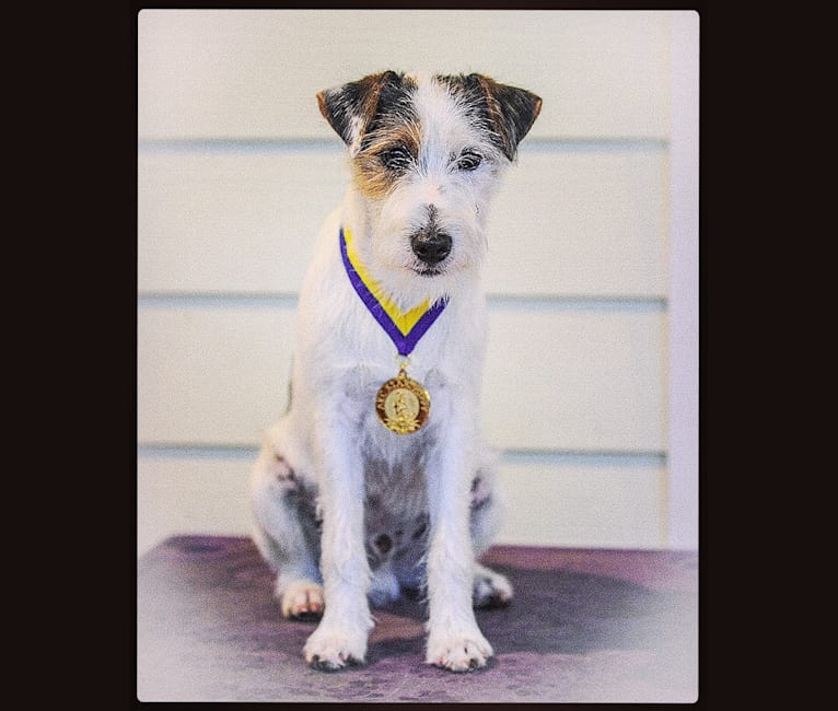Photo of Ghost, a Russell-type Terrier  in Clearwater, Florida, USA