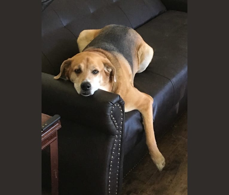 Embark Dog DNA Test Breed