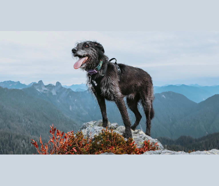 Sully, a German Shepherd Dog and Bouvier des Flandres mix tested with EmbarkVet.com