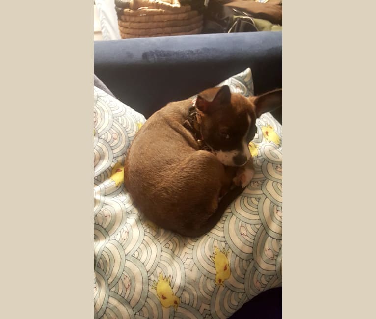Cornelius, a Pug and Chihuahua mix tested with EmbarkVet.com