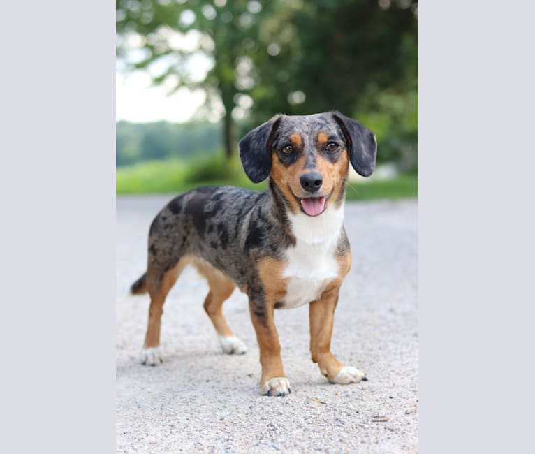 Muppy, a Border Collie and Dachshund mix tested with EmbarkVet.com