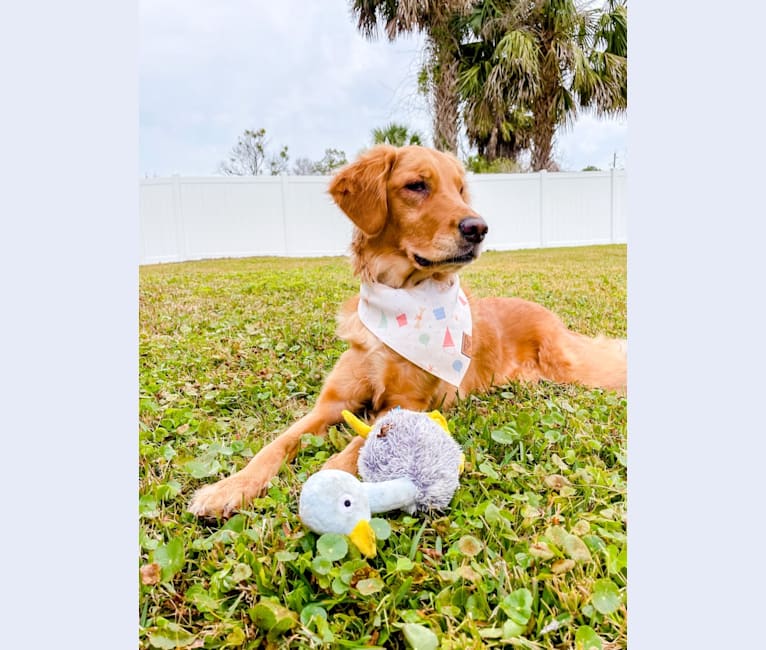 Photo of Emmie, a Golden Retriever  in Jacksonville, FL, USA