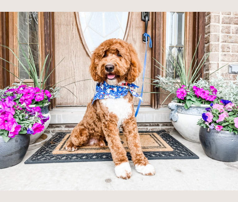Teddy, a Goldendoodle tested with EmbarkVet.com