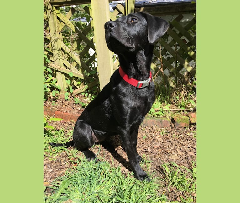 Lexi, a Rhodesian Ridgeback and Labrador Retriever mix tested with EmbarkVet.com