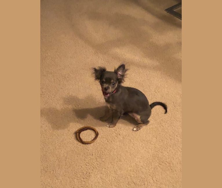 Zuna, a Chihuahua tested with EmbarkVet.com