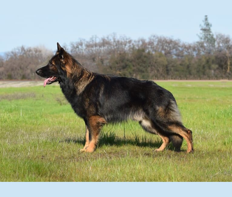 Natsu, a German Shepherd Dog tested with EmbarkVet.com