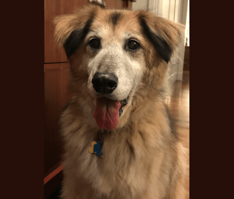 Embark Dog Dna Test Breed