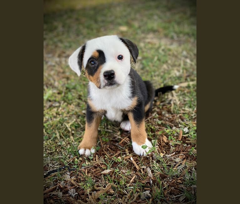 Embark Dog DNA Test Breed