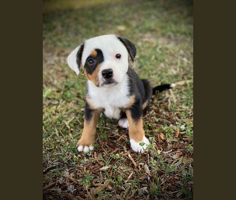 Riley, a Miniature/MAS-type Australian Shepherd and American Pit Bull Terrier mix tested with EmbarkVet.com