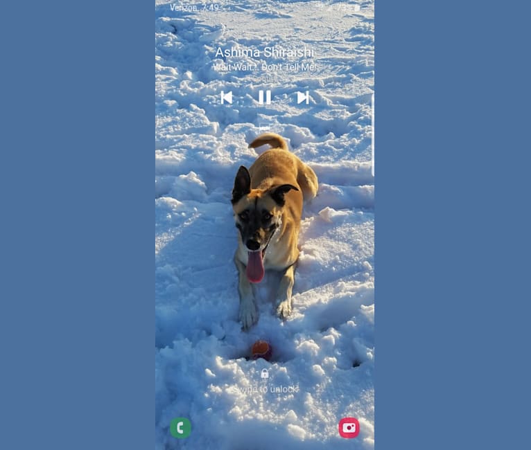 Caesar, a Siberian Husky and Staffordshire Terrier mix tested with EmbarkVet.com