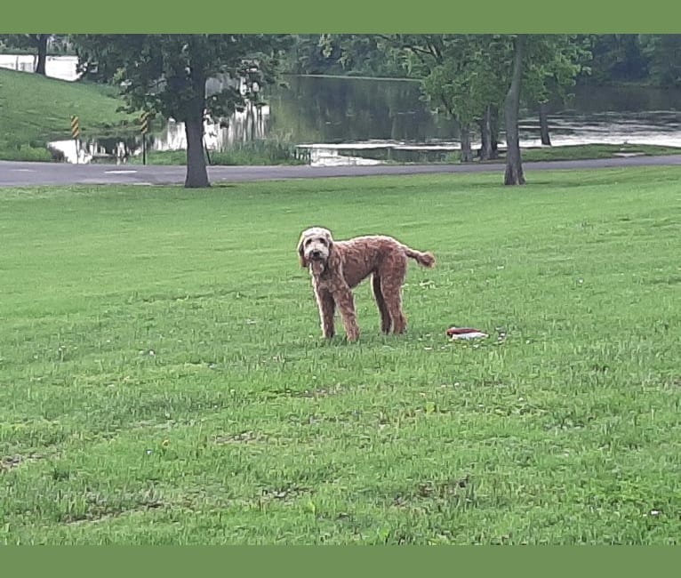 Photo of Ozzie, a Poodle (Standard) and Irish Setter mix in Kentucky, USA