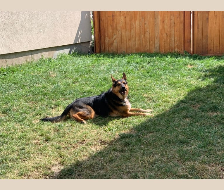Leo, a German Shepherd Dog and Australian Cattle Dog mix tested with EmbarkVet.com