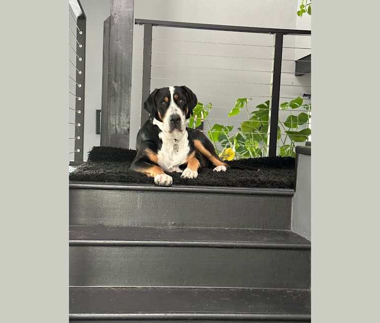 Jojo, a Greater Swiss Mountain Dog tested with EmbarkVet.com