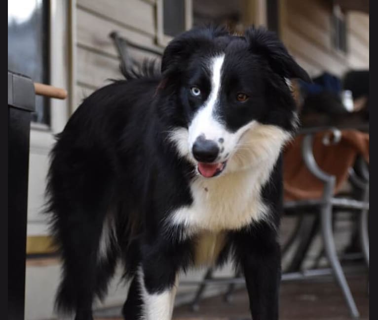 Katie, a Border Collie and Collie mix tested with EmbarkVet.com