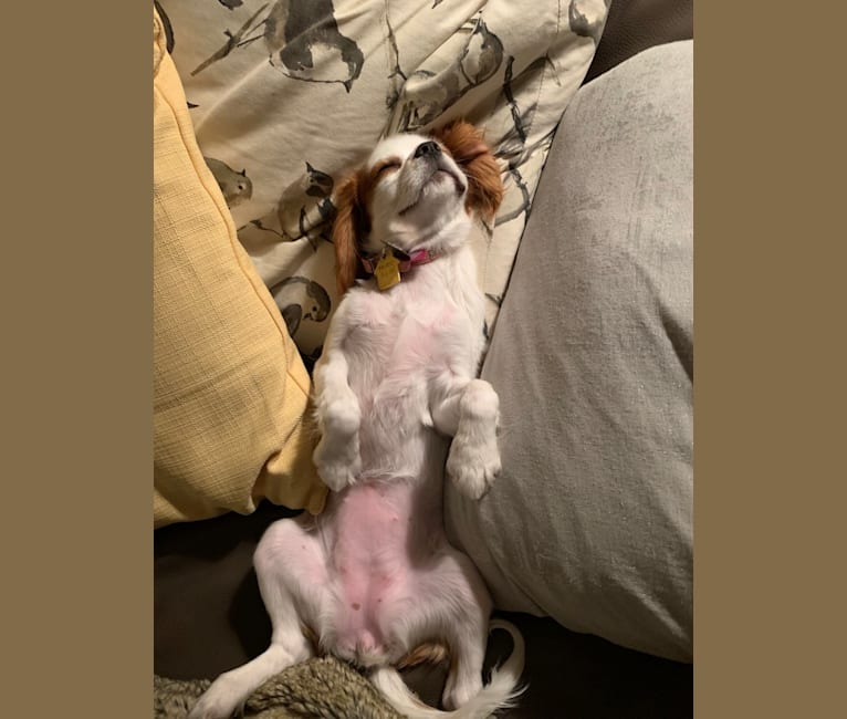 Annie, a Cavalier King Charles Spaniel tested with EmbarkVet.com