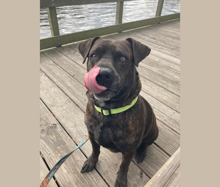 Bo, an American Pit Bull Terrier (7.2% unresolved) tested with EmbarkVet.com