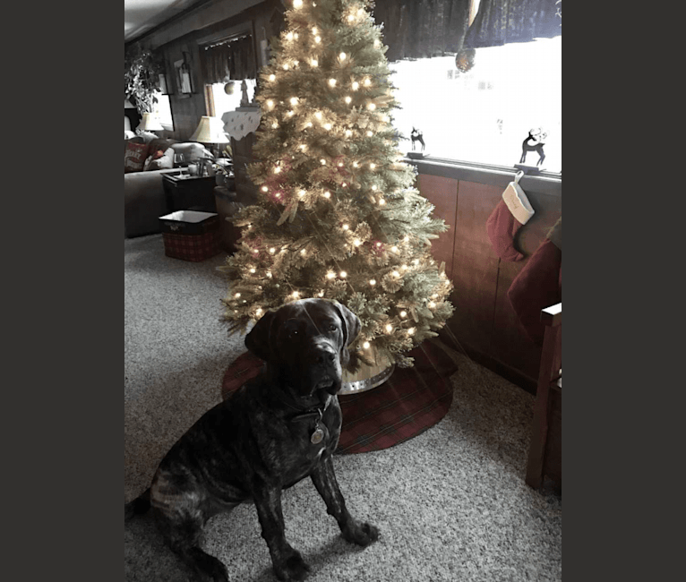 embark dog dna test breed