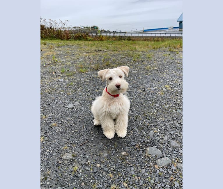 Piotr, a Miniature Schnauzer tested with EmbarkVet.com