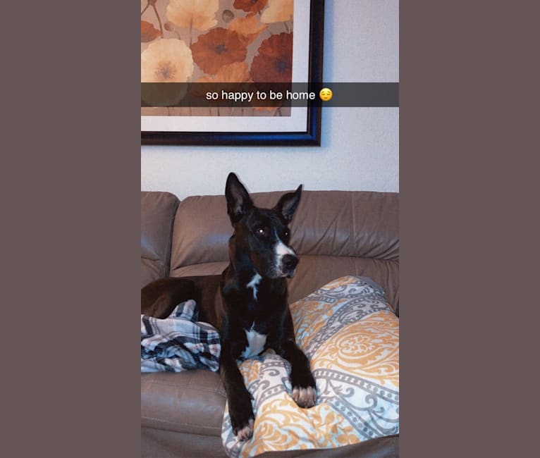 Photo of Oakley, a Great Dane, German Shepherd Dog, American Pit Bull Terrier, Labrador Retriever, and Treeing Walker Coonhound mix in Minnesota, USA