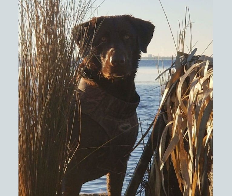 Bleau, a Labrador Retriever tested with EmbarkVet.com