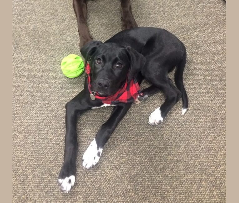 German shorthaired pointer clearance black lab mix