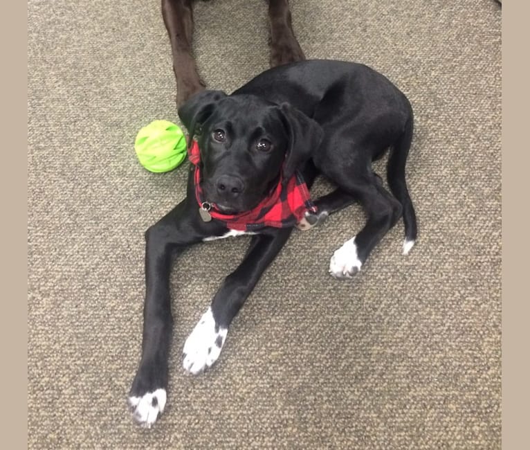 Bentley, a German Shorthaired Pointer and Labrador Retriever mix tested with EmbarkVet.com