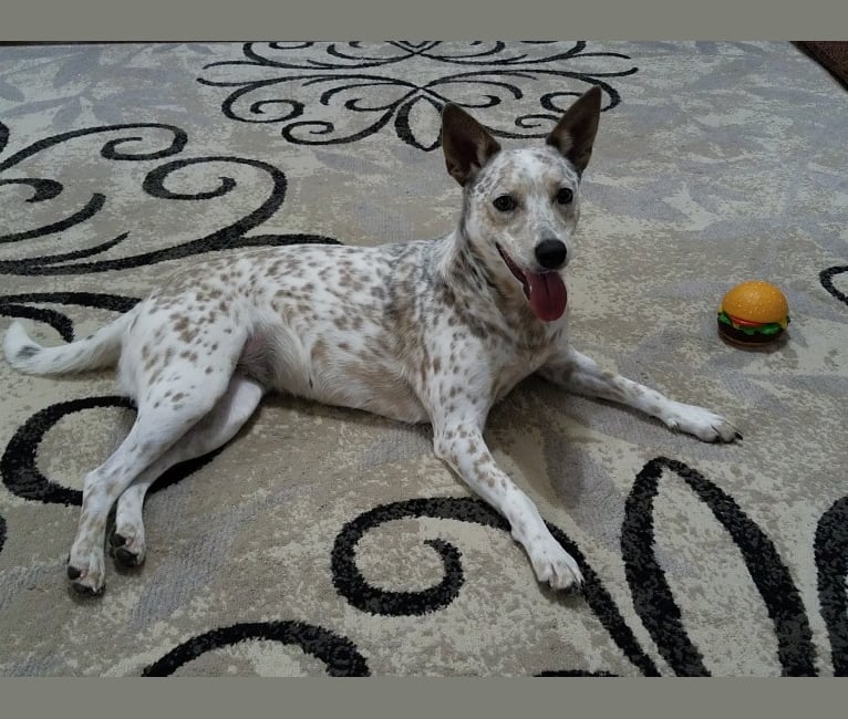 Bella, an Australian Cattle Dog and Catahoula Leopard Dog mix tested with EmbarkVet.com