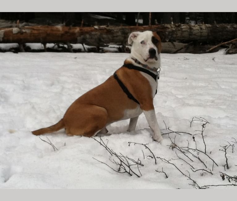 Angus, an American Pit Bull Terrier and American Bulldog mix tested with EmbarkVet.com