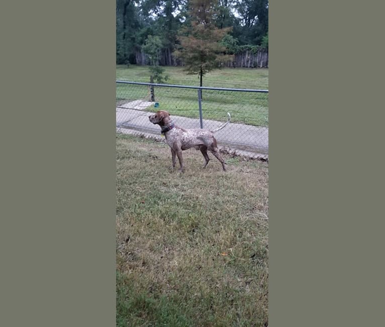 Photo of Rhett, an American Pit Bull Terrier and German Shorthaired Pointer mix in Huntsville, Texas, USA