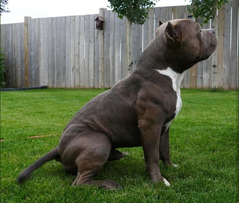 Woodsie, an American Bully tested with EmbarkVet.com