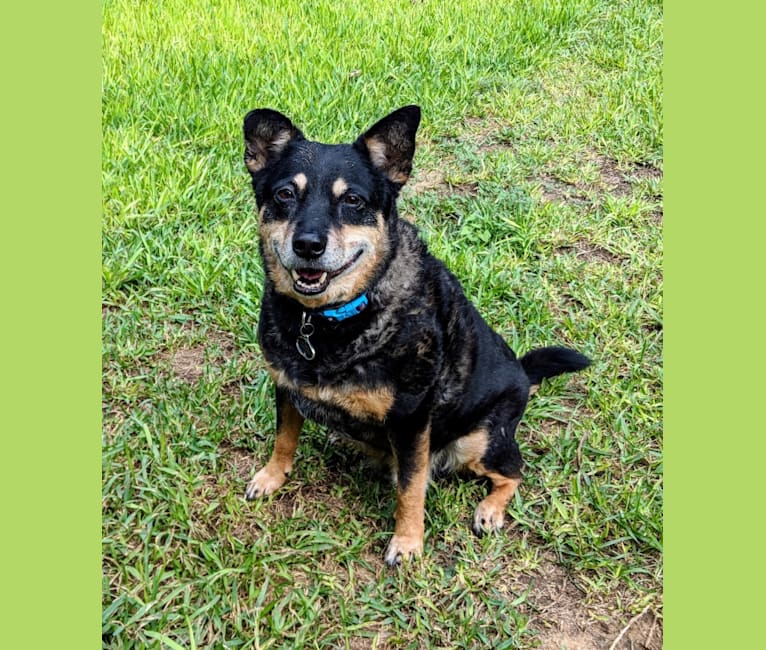 Sammie, an Australian Cattle Dog and Chow Chow mix tested with EmbarkVet.com