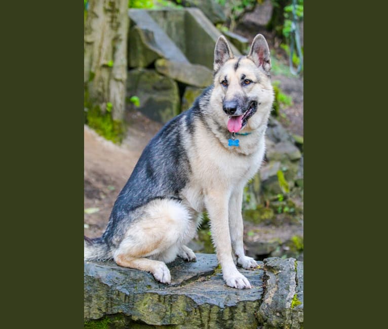Zeus, a German Shepherd Dog and Alaskan Malamute mix tested with EmbarkVet.com