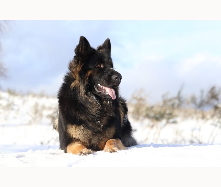 Photo of Wolkän, a German Shepherd Dog  in Monsempron-Libos, France