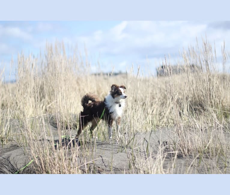 Ludo, an Australian Shepherd Group tested with EmbarkVet.com