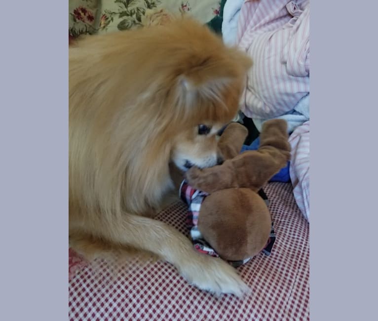 Photo of Skipper, a Pomeranian  in New Jersey, USA