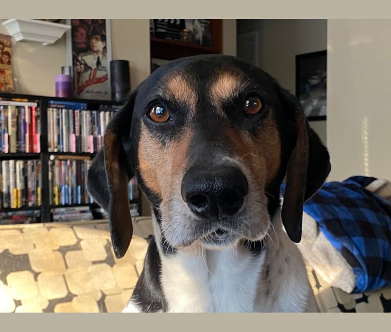 Wilby, a German Shorthaired Pointer and Beagle mix tested with EmbarkVet.com