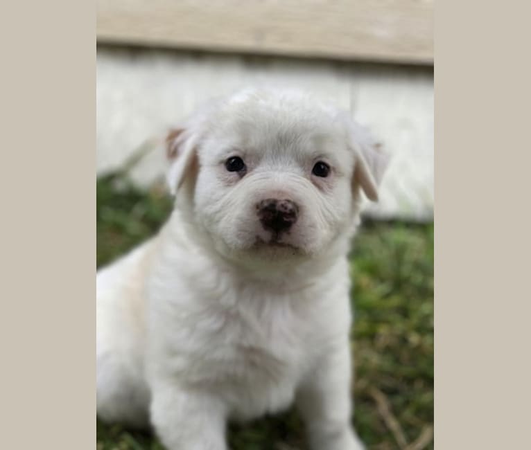 Thor, an American Pit Bull Terrier and Australian Shepherd mix tested with EmbarkVet.com