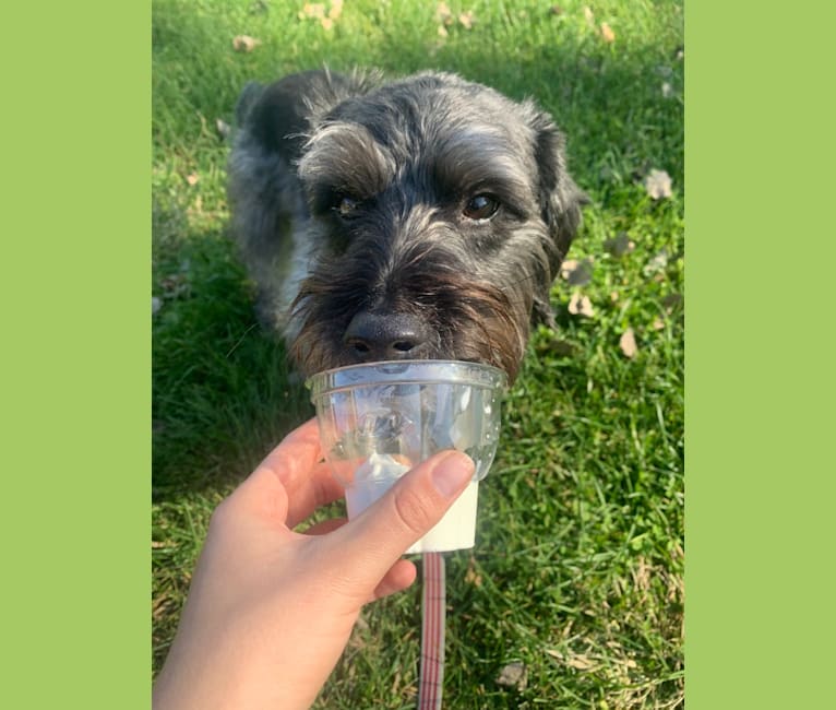 bull terrier maltese poodle mix