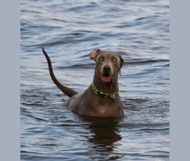 Major, a Catahoula Leopard Dog and Labrador Retriever mix tested with EmbarkVet.com