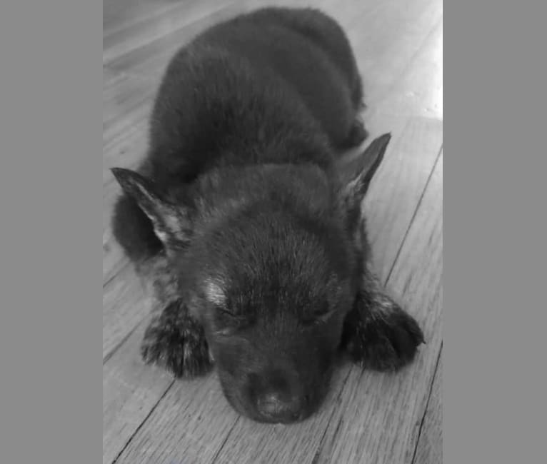 Frank, a Siberian Husky and German Shepherd Dog mix tested with EmbarkVet.com