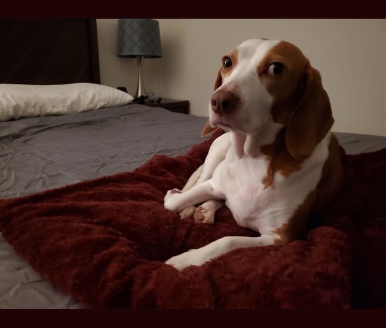 Harley, a Beagle tested with EmbarkVet.com