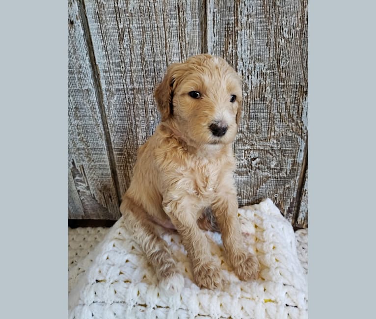 Snow (Mabel), a Goldendoodle tested with EmbarkVet.com