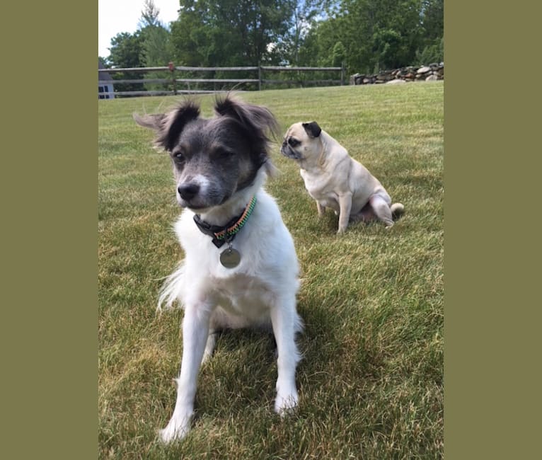 Padiddle, a Russell-type Terrier and Pomeranian mix tested with EmbarkVet.com