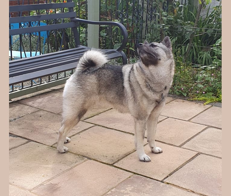 ALYS, a Norwegian Elkhound tested with EmbarkVet.com