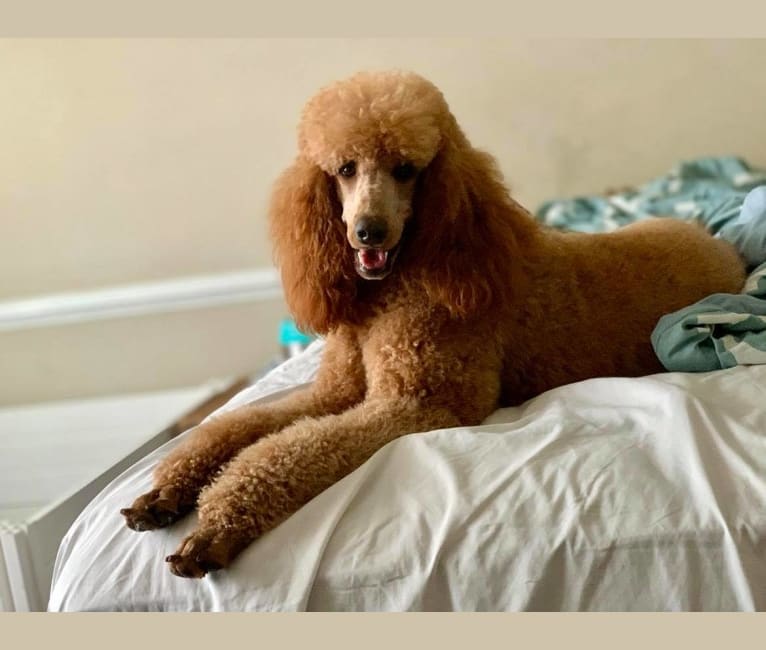 Photo of FlipFlop, a Poodle (Standard)  in Swansboro, NC, USA